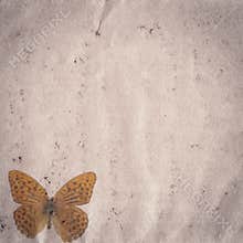 Butterfly old grunge paper texture