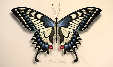 Beige butterfly, realistic illustration of the Papilio machaon butterfly, with black, light beige wings and blue and red dots