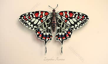 Harlequin butterfly. Realistic illustration of Zerynthia rumina, with white wings and black and red spots
