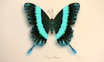 Blue butterfly, realistic illustration of the Morpho Didius butterfly, with black and bright blue wings