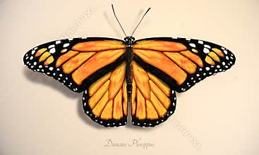 Orange butterfly. Realistic illustration of the monarch butterfly, Danaus Plexippus.