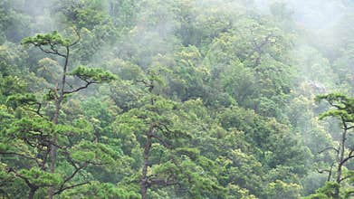 Tropical forests can absorb large amounts of carbon dioxide from the atmosphere
