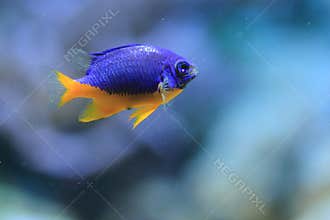 Azure damselfish