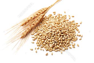 Wheat ears with wheat kernels