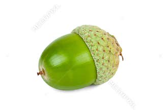 Green acorn