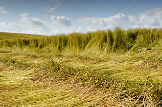 Flax field during harvest