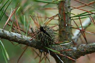 Closeup of a black sheoak, Allocasuarina littoralis endemic Australian tree