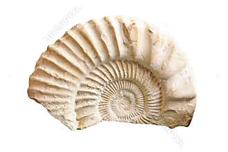 Ammonite fossil