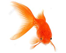 Gold Fish on White Background