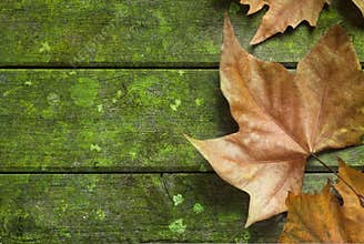 Autumn Fall Leaf Green Background
