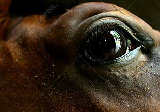 The eye of the horse