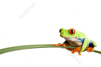 Frog on a leaf