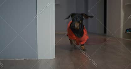 Two funny active dachshund dogs in colorful t-shirts run from one room to another. Pets are not active enough during a