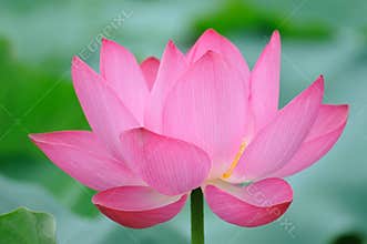 Pink Lotus flower