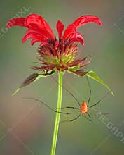 Long legs on Bee Balm