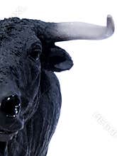 Spanish Bull 02