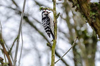 Lesser spotted woodpecker lands on dry apple tree