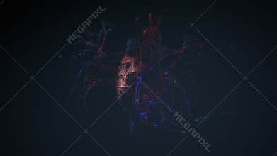 Digital model of the Human heart and major blood vessels