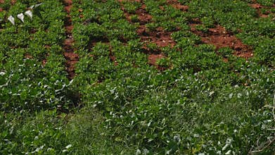 Wide view of multicropping of cow pea and groundnut in red soil