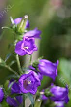Purple Flowers
