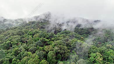 Tropical forests can absorb large amounts of carbon dioxide from the atmosphere