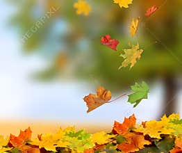 Fall leaves in forest