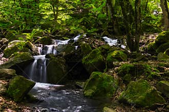Waterfall in the green mossy jungle