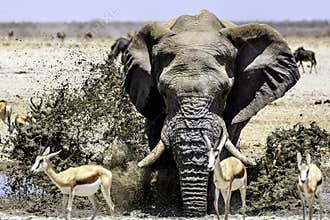 exuberance of a Bull elephant