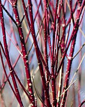 Red-twig Dogwood branches