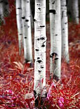 Aspen Birch Trees in Fall