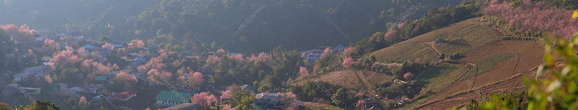 Panorama hillside and Cherry Blossom Pink flowers village peaceful and nice in the winter of