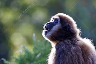 lar gibbon (Hylobates lar)