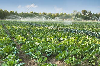 Irrigation systems in a vegetable garden