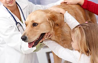 Dog and little girl at pets' clinic