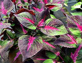Colorful House Plant