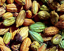 Cocoa Beans