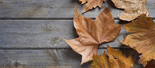 Leaf Autumn Fall Wood Background