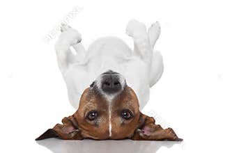 Dog laying upside down