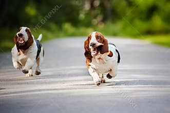 Funny dogs Basset hound running