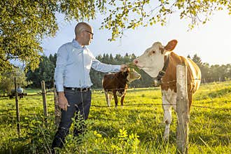 Man feeds cow