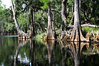 Swamp forest