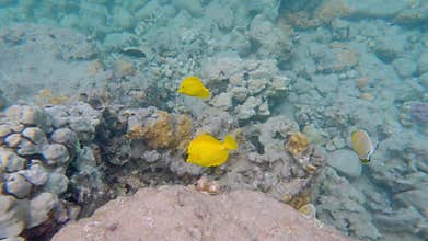 Tropical coral reefs with colorful fishes