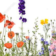 Wild flowers