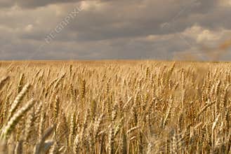 Wheat fields with clouds