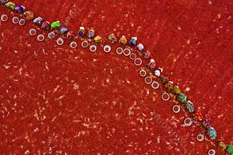 Harvesting red chilies