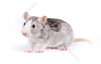 Cute little rat on white background