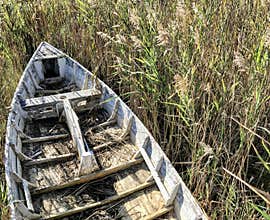 Faded wooden rowing boat in long grass marshes. Sun faded grey, Manteo, North Carolina, USA.
