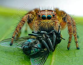 Jumping spider