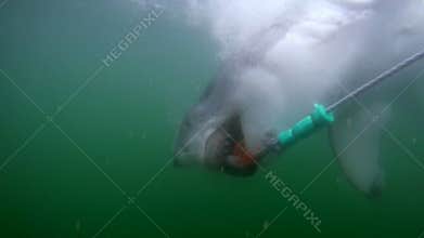 Great white shark attack underwater South Africa