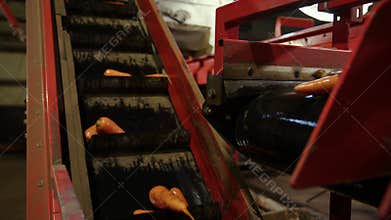 Carrot belt conveyor sorts carrots and transfers them. Production of root raw vegetables, sorting stage before shipment